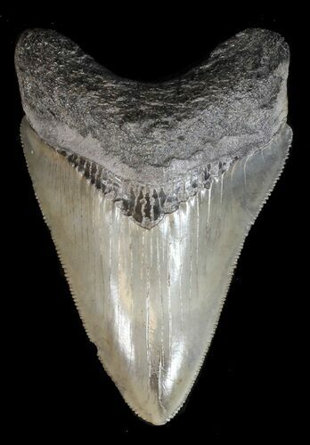 Serrated, Fossil Megalodon Tooth - Georgia #45112